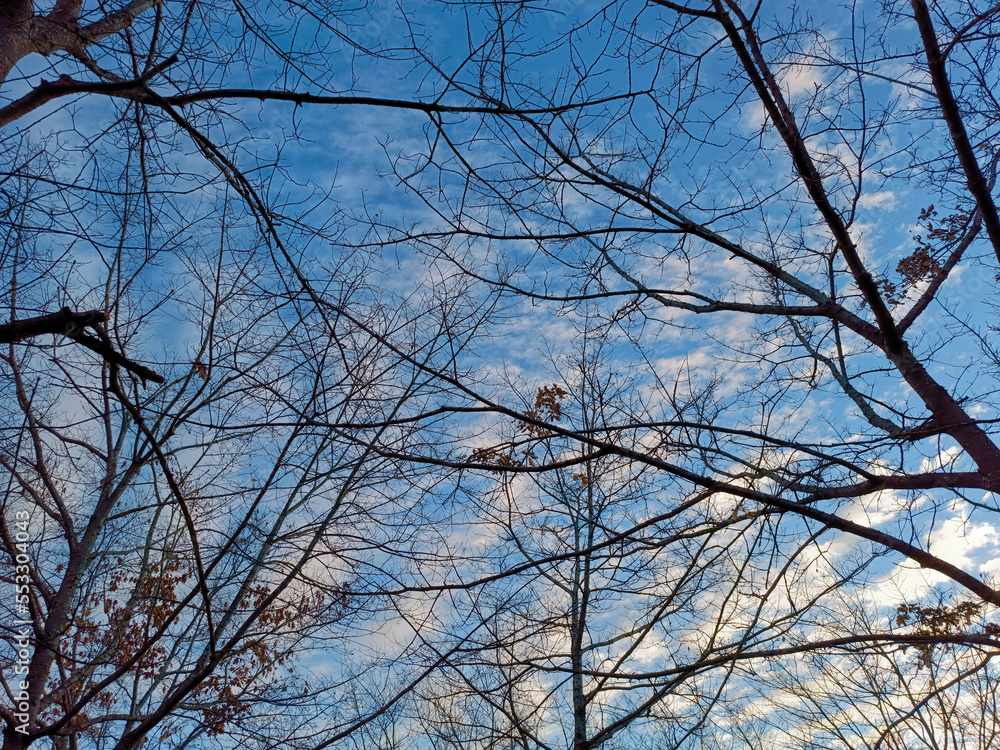 branches against blue sky branches against blue sky