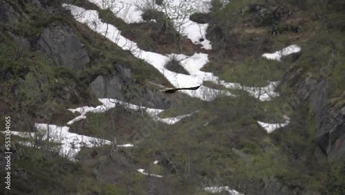 a large eagle flies against the backdrop of mountains in slow-mo in norway