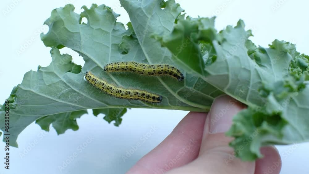 Cabbage worms eat holes in leaves and destroy the crop. Caterpillars
