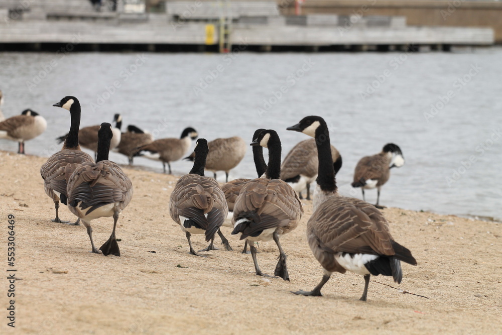 goose by the beatch goose by the beatch