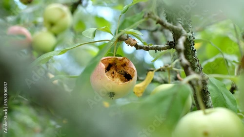 Hornets or wasps eating an apple growing on a tree. Fruit pests. 
