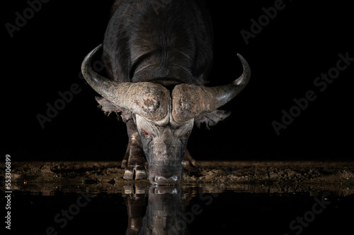 African Buffalo at a waterhole at night