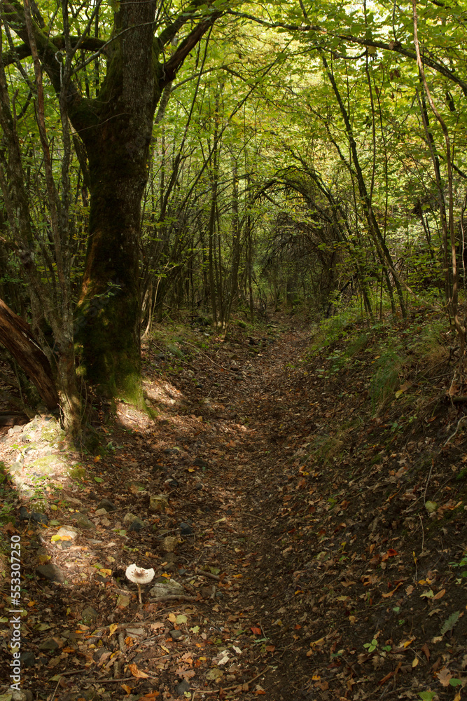 Fototapeta premium Foresta di montagna - Appennino - Val Nure