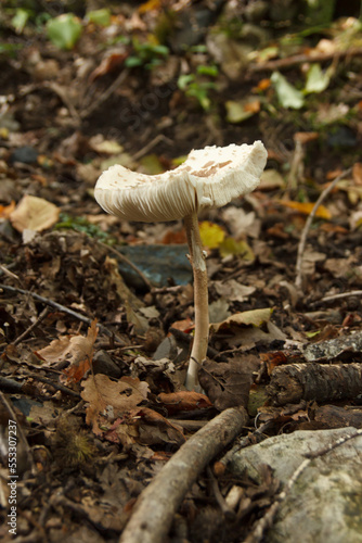 Funghi Appennino Piacentino