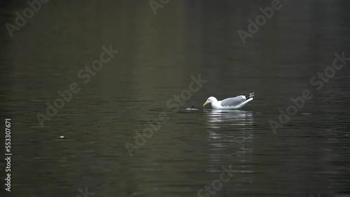 seagull swims and fishes in slowmo