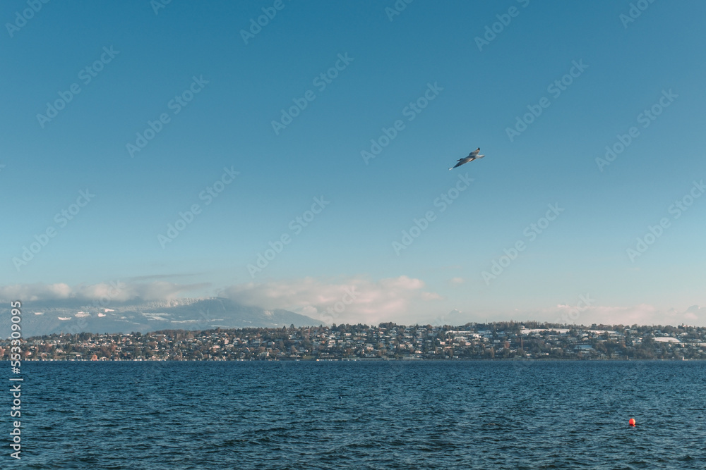 mouette en vol au dessus du lac Léman mouette en vol au dessus du lac Léman