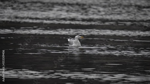 seagull in slowmo swims and washes