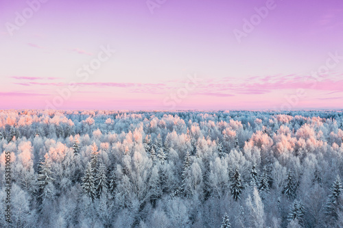 Winter forest from above with pink sky in background