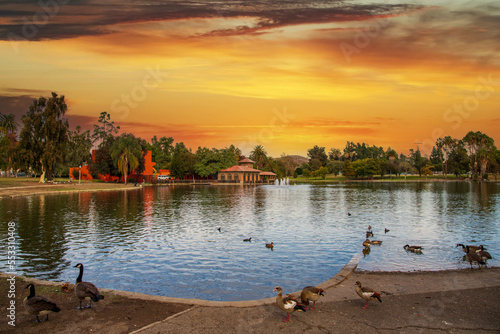 a gorgeous autumn landscape at Lincoln Park with a rippling green lake surrounded by lush green palm trees and plants, birds standing on the banks, powerful clouds at sunsetin Los Angeles photo