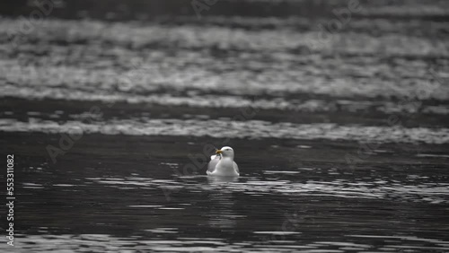 a seagull takes off in slowmo and flies towards the camera. close plan