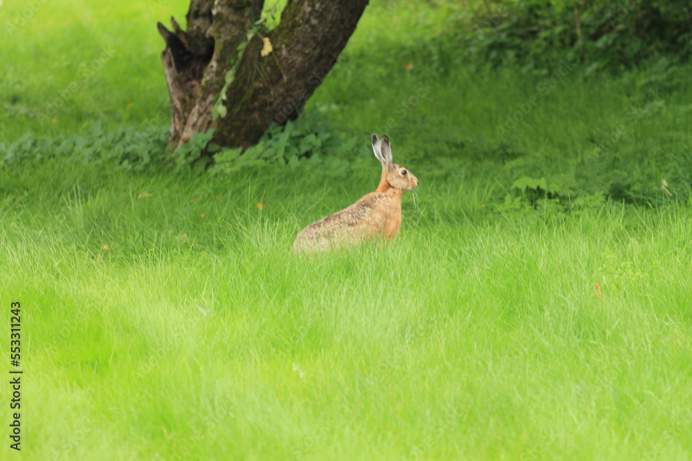 rabbit in the grass