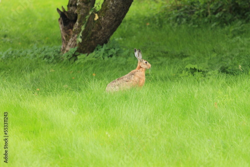 Fototapeta Naklejka Na Ścianę i Meble -  rabbit in the grass