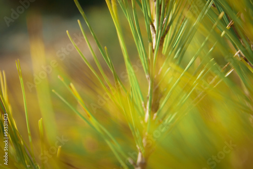 close up of pine