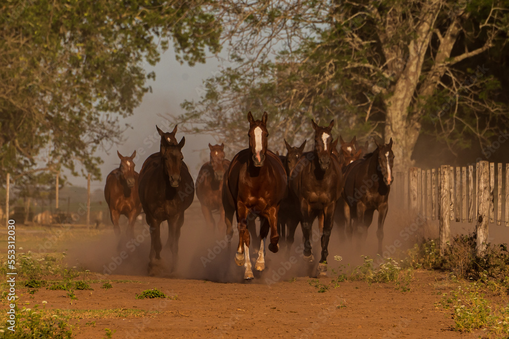 Naklejka premium Un grupo de caballos cabalgando al atardecer