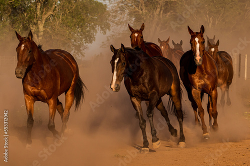 Fototapeta Naklejka Na Ścianę i Meble -  Un grupo de caballos cabalgando al atardecer