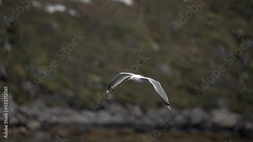 Large seagull flies in the mountains over the water