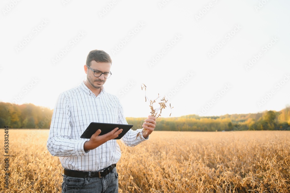 Portrait of farmer standing in soybean field examining crop at sunset. Portrait of farmer standing in soybean field examining crop at sunset.