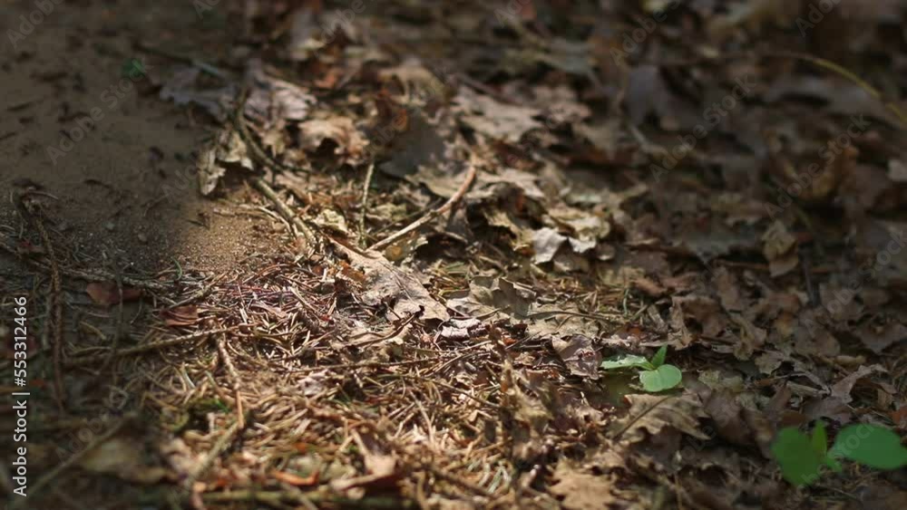 Ants walking one after the other across a forest floor close-up
Ants walking one after the other across a forest floor close-up