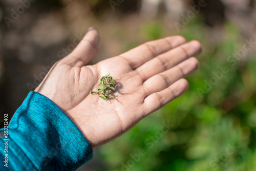 Hand of a young caucasian man with an open palm holding a marijuana bud weed