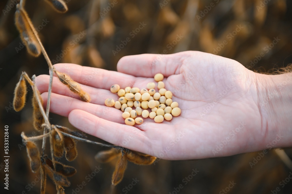 Glycine max. soy in hand. elite soybeans in the farmer's hand, holding his fingers. full pods of soybeans. autumn season. harvesting, autumn harvest, close-up, macro photo. Glycine max. soy in hand. elite soybeans in the farmer's hand, holding his fingers. full pods of soybeans. autumn season. harvesting, autumn harvest, close-up, macro photo.