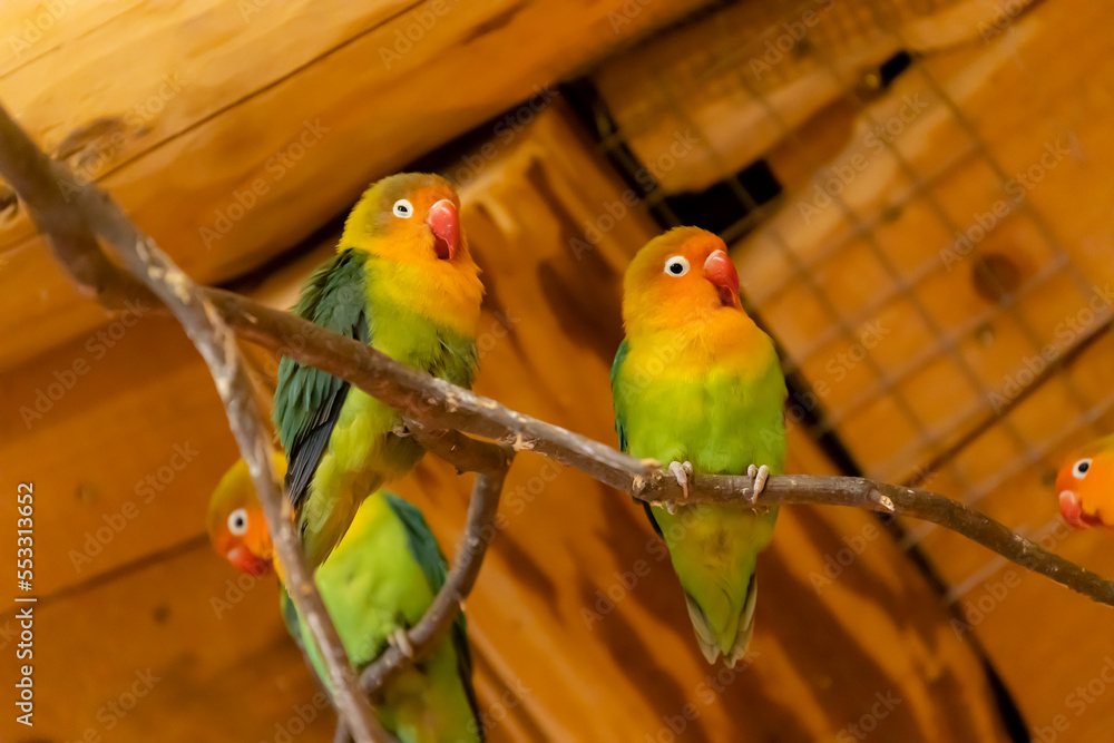 Fototapeta premium parrots at the zoo, Jihlava, Czech Republic