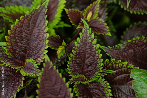 Coleus Plants (Coleus amboinicus) - Coleus is a genus of annual or perennial herbs or shrubs. Close up detail of Coleus leaves
