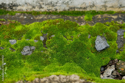 Green moss background. Detailed close up of moss. Moss growing on buildings