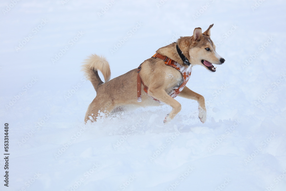 Dog Running Through the Snow