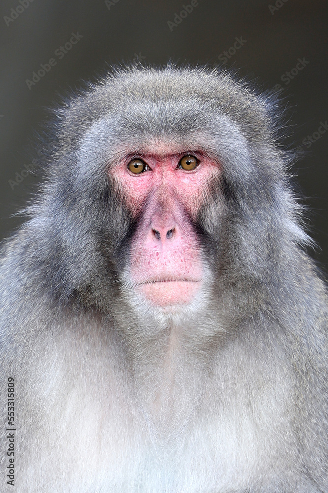 Obraz premium Japanese Macaque (Macaca Fuscata), close up shot