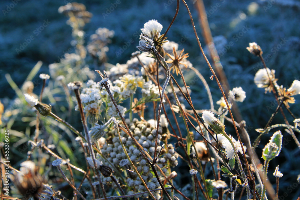 Fluffy white flowers covered with frost, closeup of dandelion seeds covered in frost Fluffy white flowers covered with frost, closeup of dandelion seeds covered in frost