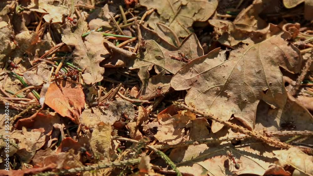 Ants run over autumn leaves in the forest and transport various objects.
Ants run over autumn leaves in the forest and transport various objects.