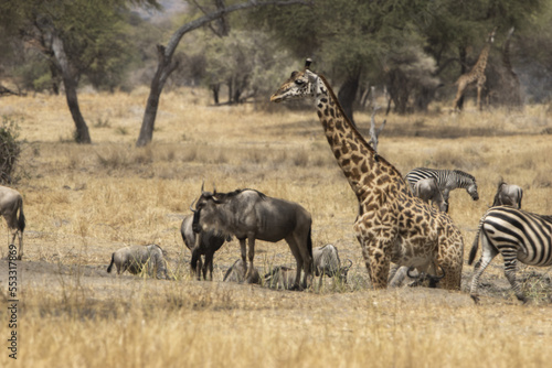 group of zebras and girafas © Frantiek