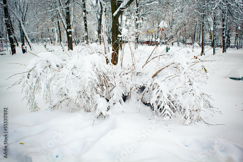 Fototapeta Naklejka Na Ścianę i Meble -  Zaśnieżony krzew w zimowym parku