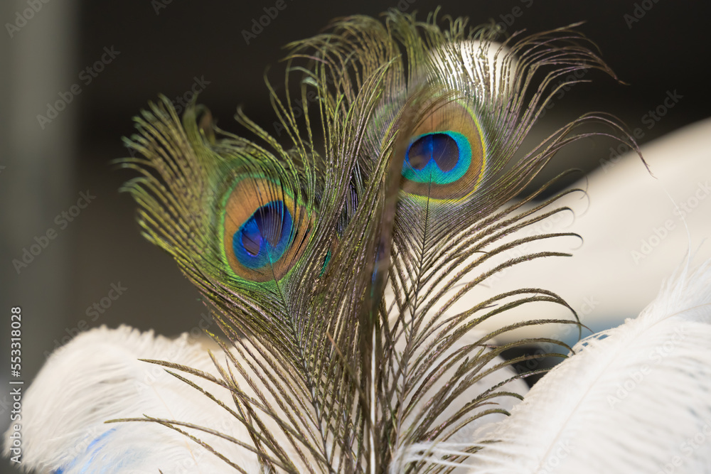 Obraz premium plumes de paon