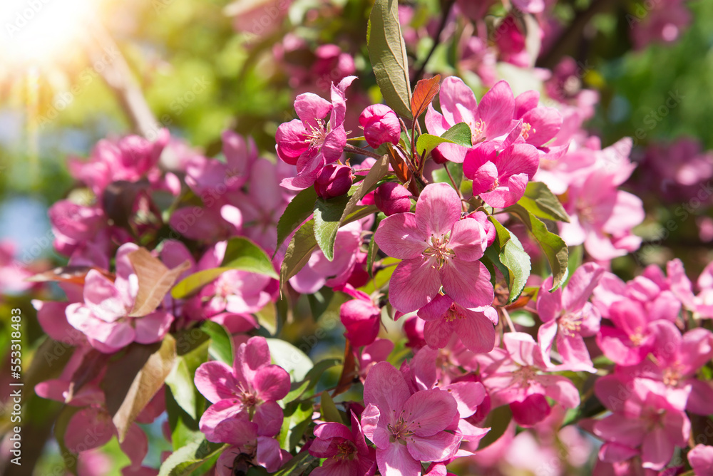 Branches of blooming apple tree macro with soft focus on natural green natural background in sunlight with copy space. Branches of blooming apple tree macro with soft focus on natural green natural background in sunlight with copy space.