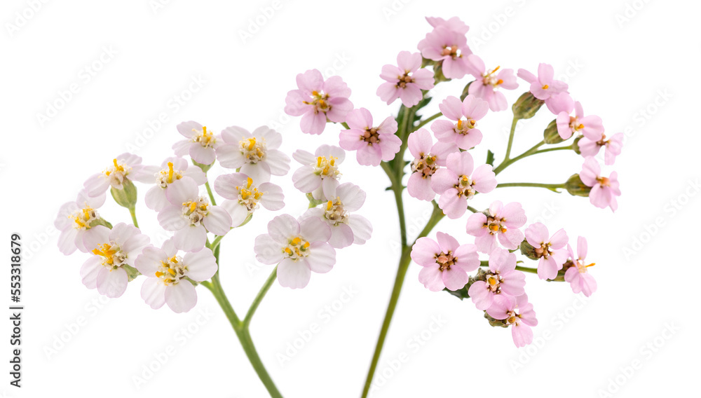 Obraz premium Pink and white yarrow