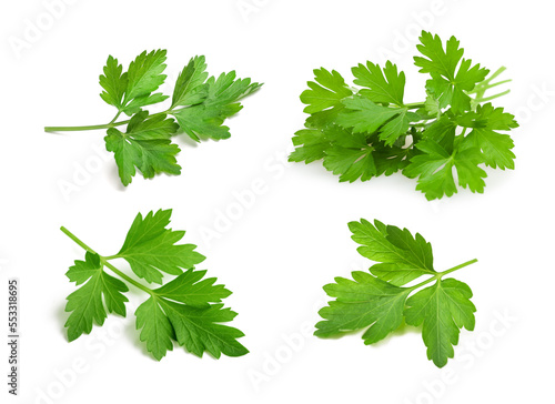  Parsley sprigs group