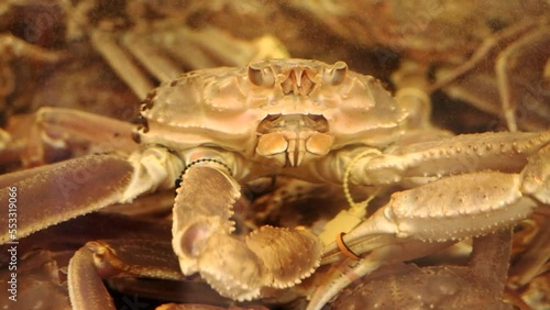 Fukui,Japan - December 8, 2022: Closeup of Echizen crab or snow crab or tanner crab in the tank. The yellow tag on the crab leg shows the port of landing, Mikuni port.
