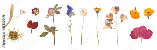 Herbarium dried flowers isolated on a white background Vol.2