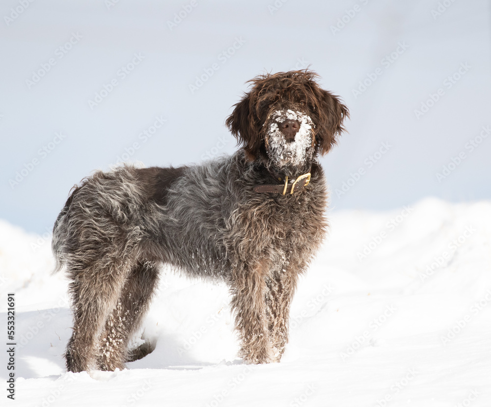 dog in snow, wirehaired pointing griffon