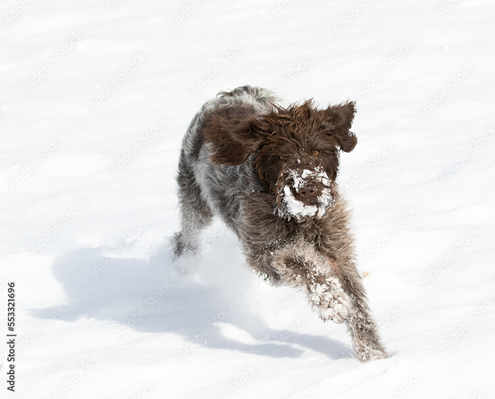 dog in snow, wirehaired pointing griffon
