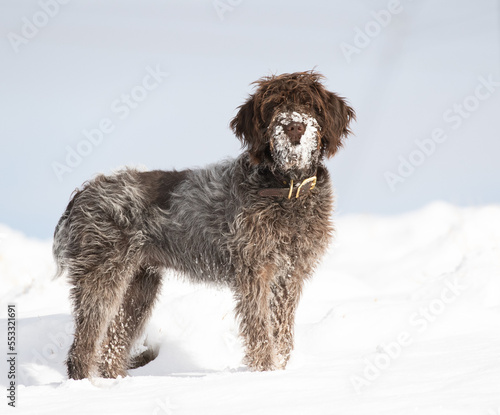 dog in snow, wirehaired pointing griffon © Northern Desert 