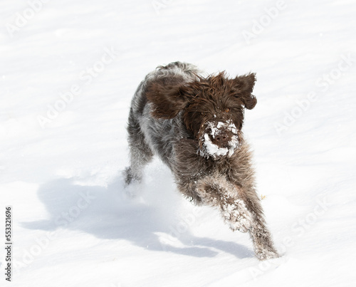 Obraz na płótnie dog in snow, wirehaired pointing griffon w salonie