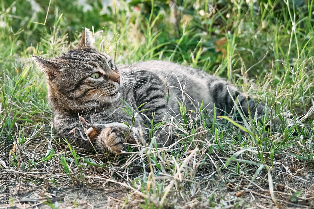 Obraz premium Cute tabby cat playing with the captured mouse. Gray striped cat hunting a mouse in green grass on a farm.