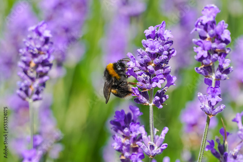 Bumblebee on purple lavender flower in the meadow © Marcin Rogozinski