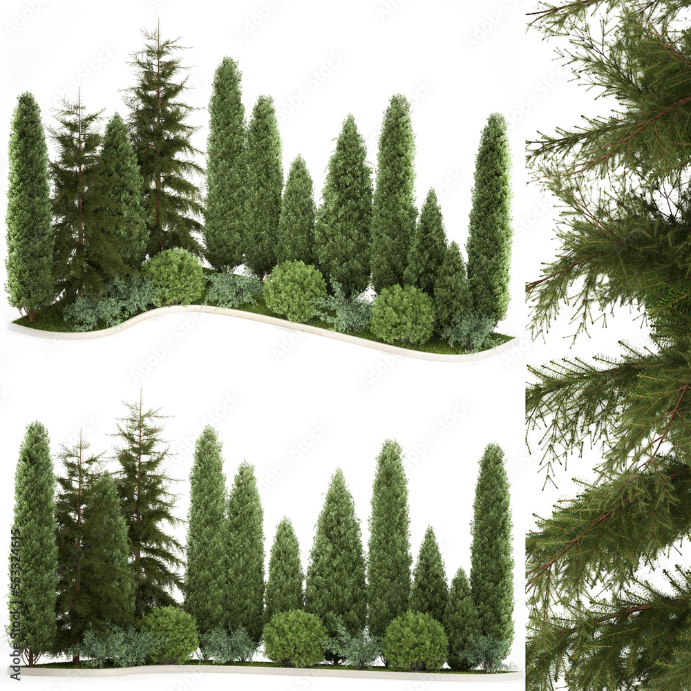  Garden of thuja and cypress trees, spruce, fir with Miscanthus bushes on a white background
