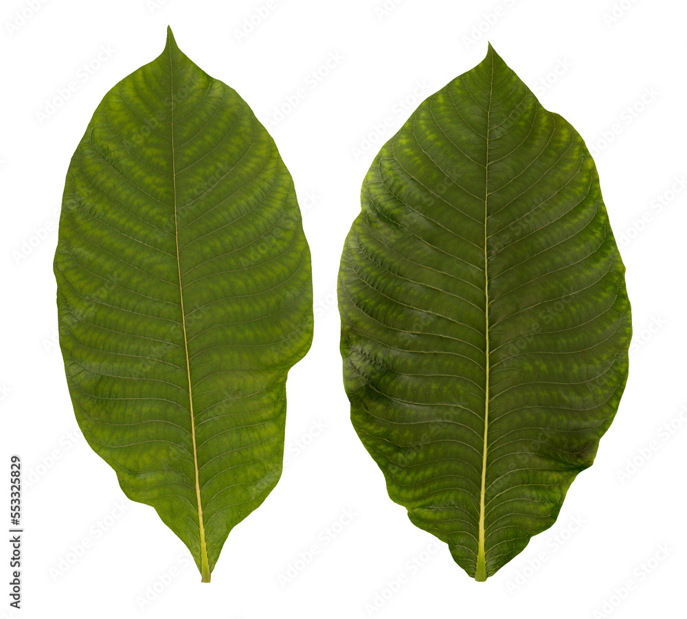 Obraz premium Croton oblongifolius leaf on transparent background.
