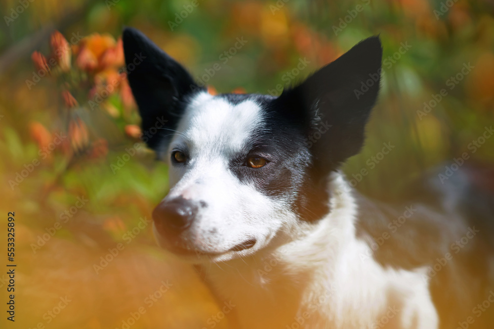 The portrait of a cute black and white short-haired Border Collie dog posing outdoors in blooming yellow Azalea shrubs in summer