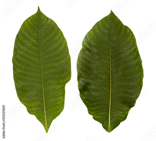 Croton oblongifolius leaf on transparent background.