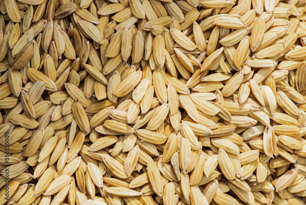 ๋Jasmine rice grains on nature background. ๋Jasmine rice grains on nature background.